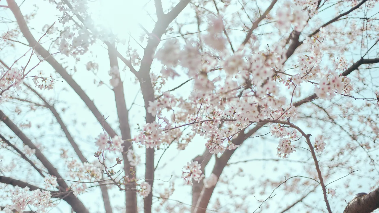城南レディースクリニック旗の台 桜
