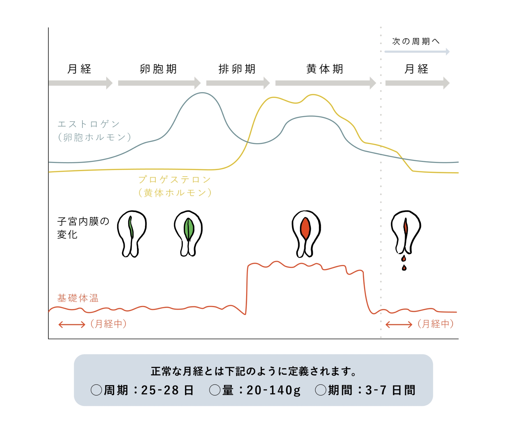 月経周期とホルモン変動および子宮内膜変化を示す図