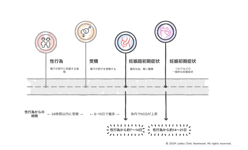 妊娠初期症状が性行為後いつ出るのかを解説している図